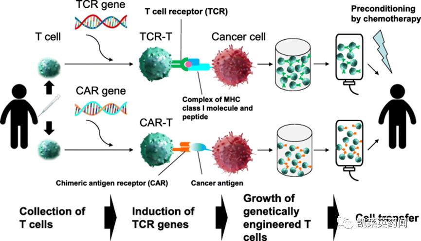 TCR创新药：不止是TCR-T、还有TCR蛋白药