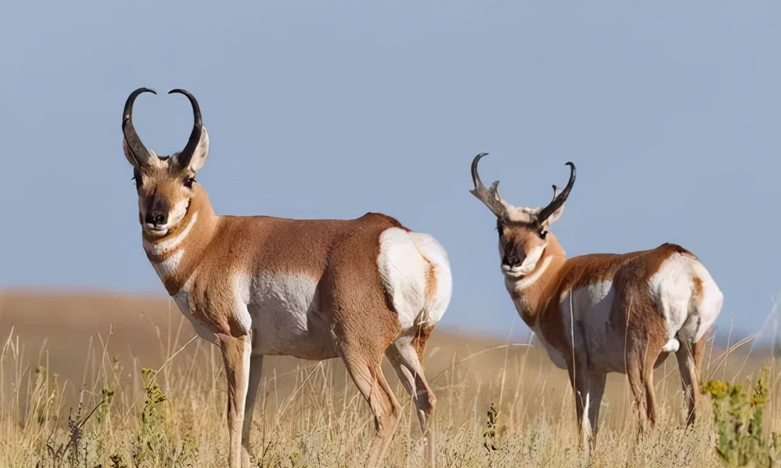 冰河时期最强的猫科秒杀东北虎,猫科霸主东北虎