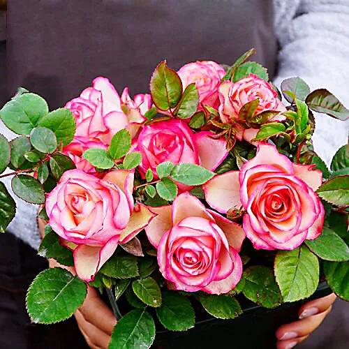 旋转木马和粉扇月季区别,月季旋转木马怎么养