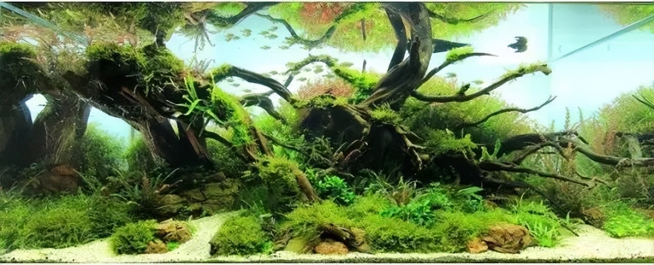 种水草教程什么时候放肥,水草怎么种比较好