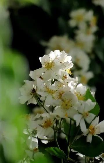 花开到荼蘼的诗句,花开荼蘼花事了诗句