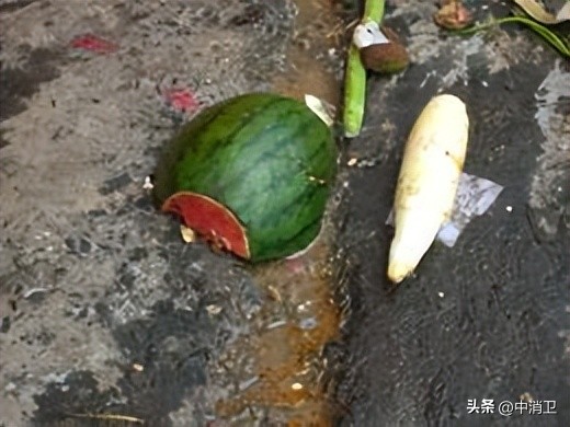 虫害控制的最新标准,虫害控制预防分哪几个阶段