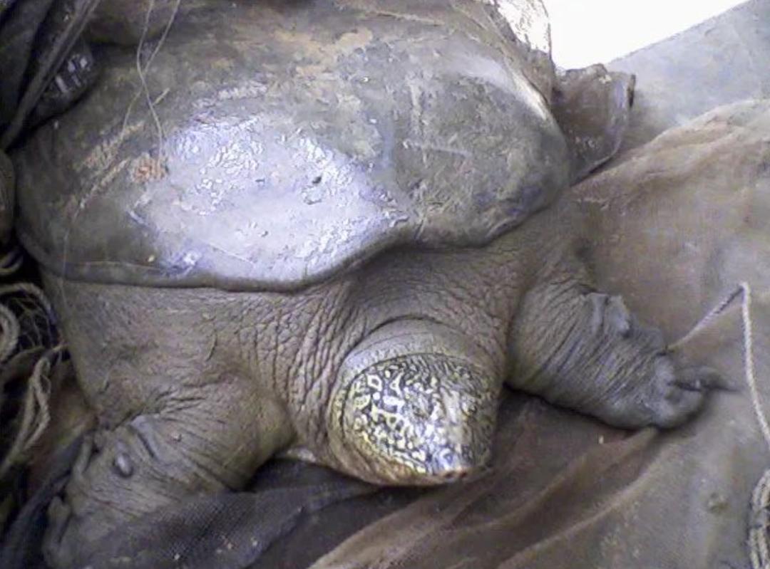 全球仅剩三只的中国神兽,全球只有三只的神兽