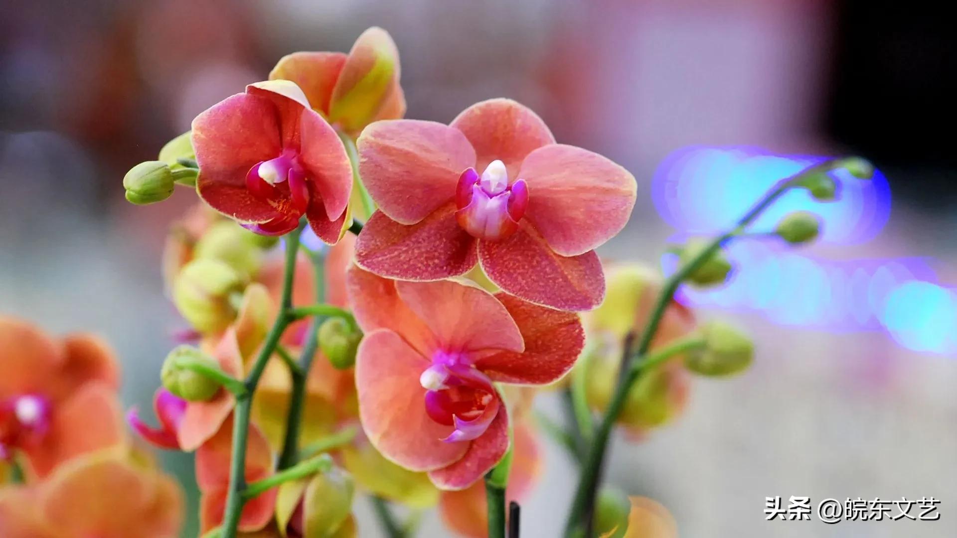 现代诗歌‖涧之燕（山西）‖年味（外一首）‖皖东文艺