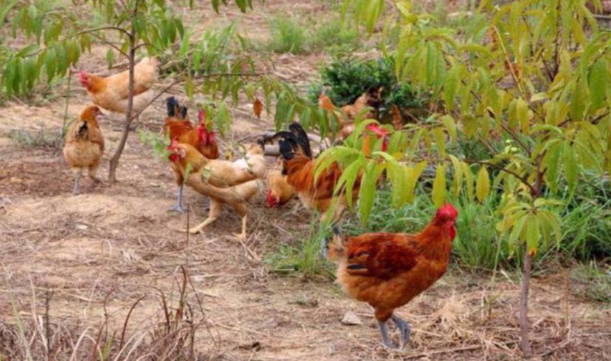 中国这几年怎么消灭蝗虫的,治理蝗虫的办法中国有哪些绝招