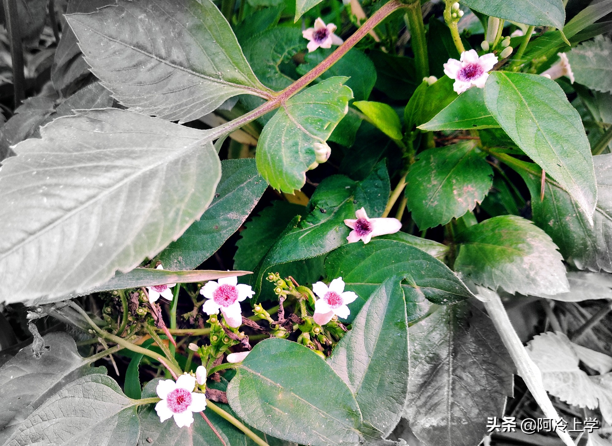 五年级上册落花生笔记少一点的,落花生五年级上册重点知识