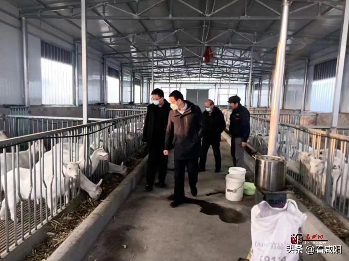 奶山羊养殖致富,奶山羊致富成了新选择