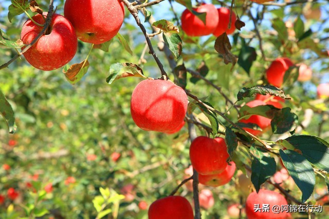 社群运营方案ppt免费版,让人惊艳的社群运营怎么做