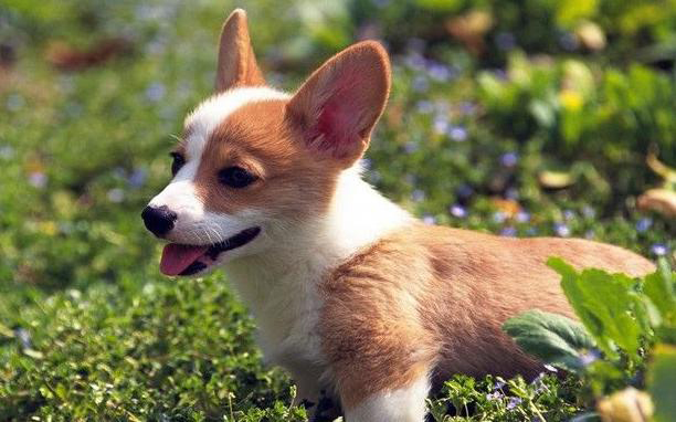 宠物狗月经期是多久开始,小狗狗7个月第一次来例假怎么办