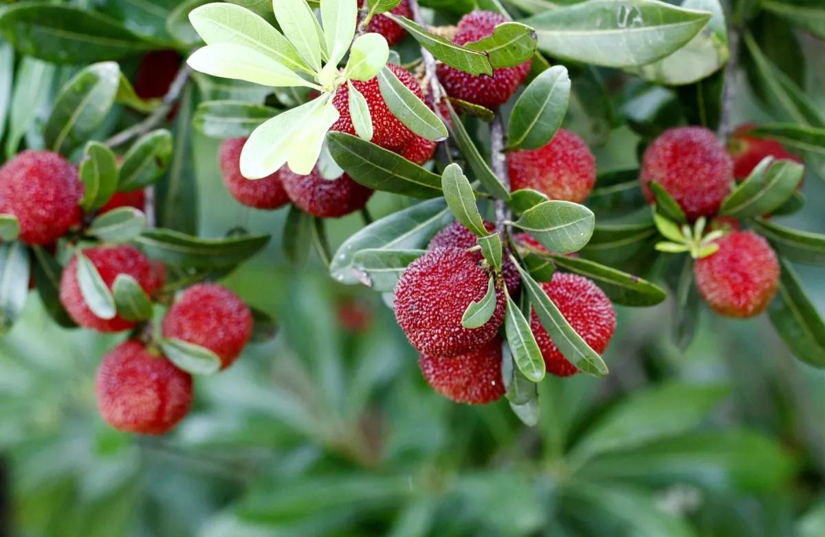 自制杨梅酒中毒事件,自制杨梅酒