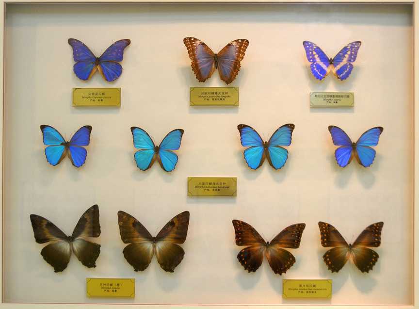 苏州海关查获枚濒危蝴蝶标本,海关查获259管昆虫标本
