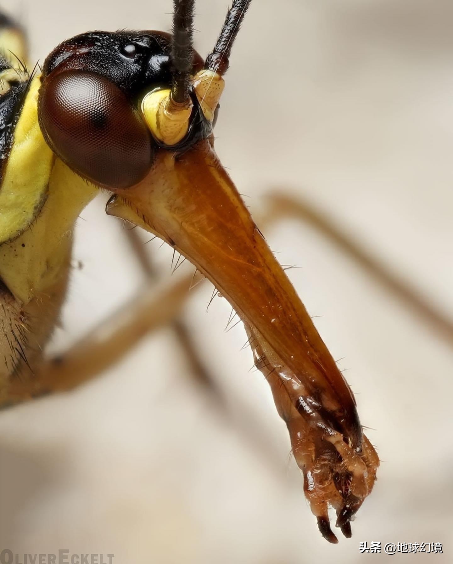 十大深海神秘巨型生物图片,天空拍到的像水母生物图