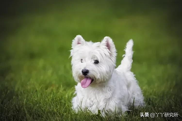 老年人最佳犬种,适合农村老人养的犬种