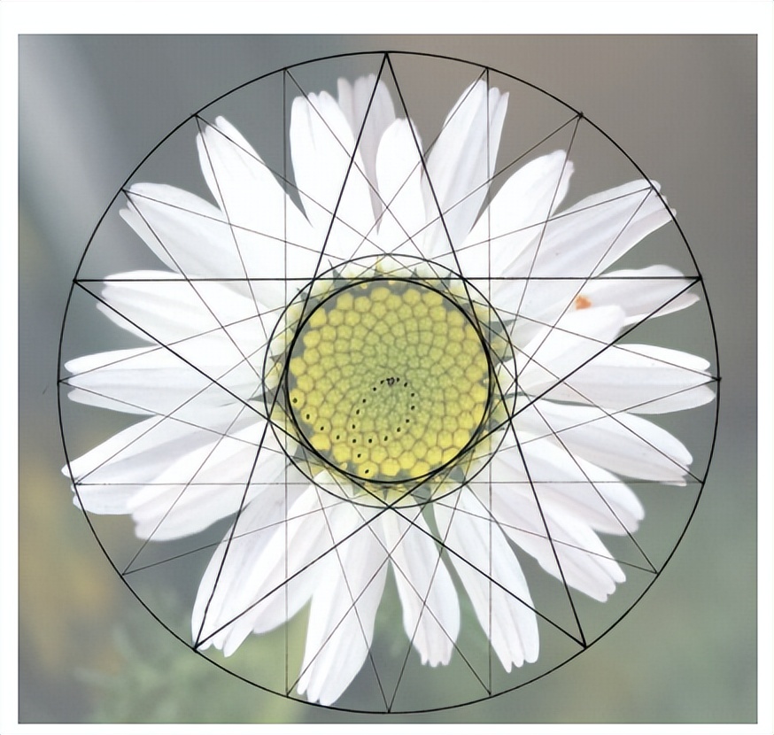 花朵的秘密使命思维导图,花朵的秘密花由哪些部分组成