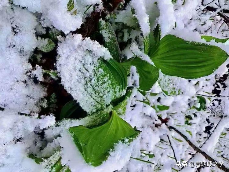 五下课外五首古诗,五下古诗第五首