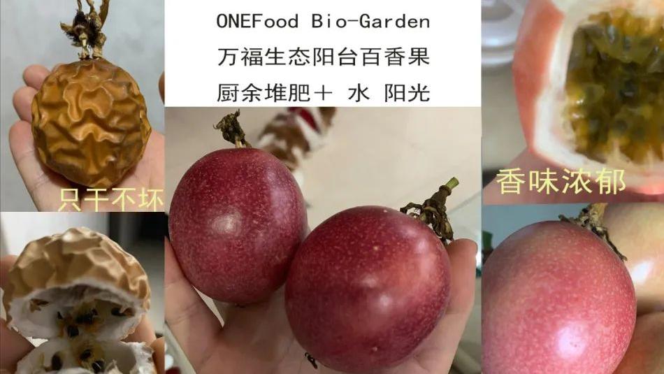 阳台适合种的果树蔬菜,阳台可以种植什么小果树