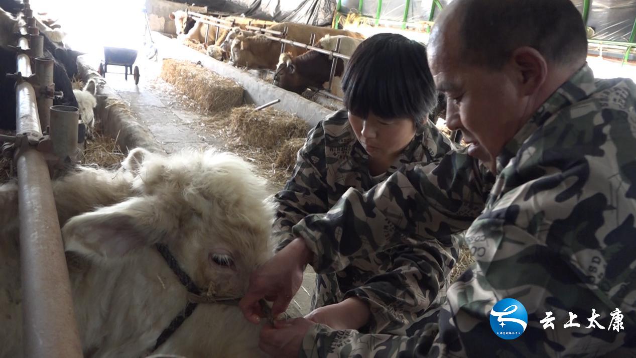 返乡创业当新农人,返乡当牛倌带着牧民共致富
