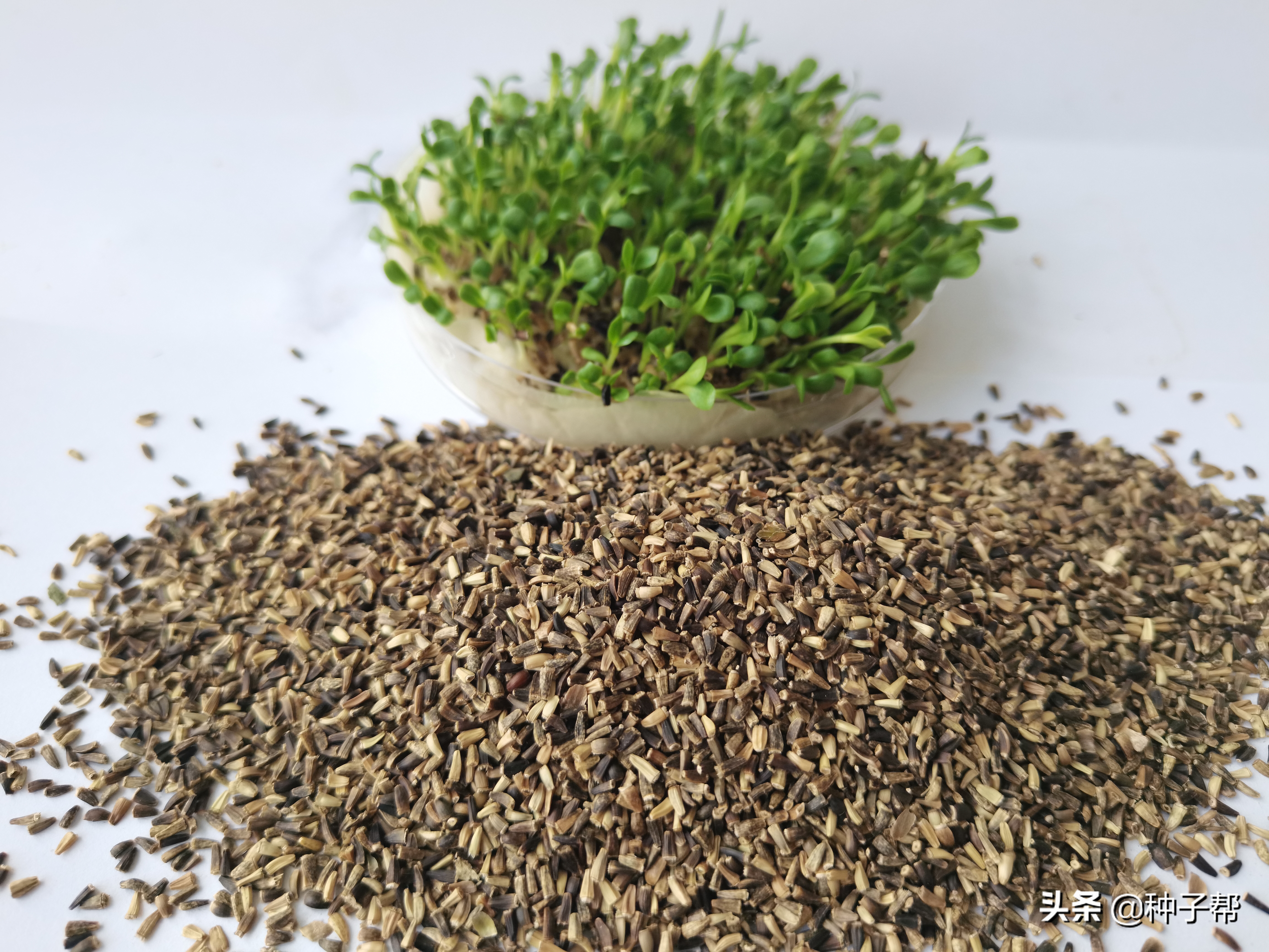 养兔子种什么牧草？这款牧草吃多不拉稀，能止泻，亩产10吨以上