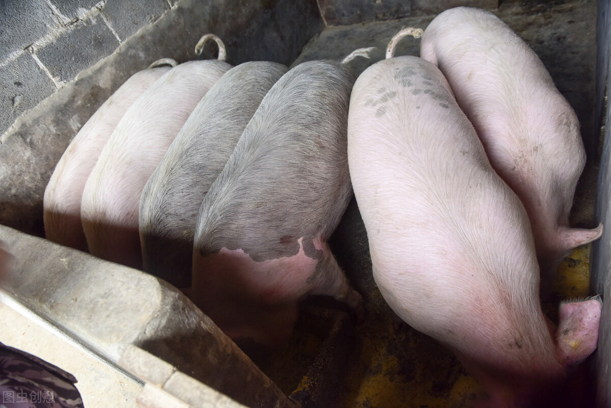 作为一个农民靠什么养殖最易致富,在农村搞养殖养什么才不愁销路