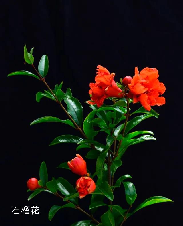 100种花草图片欣赏,50种花草图片大全