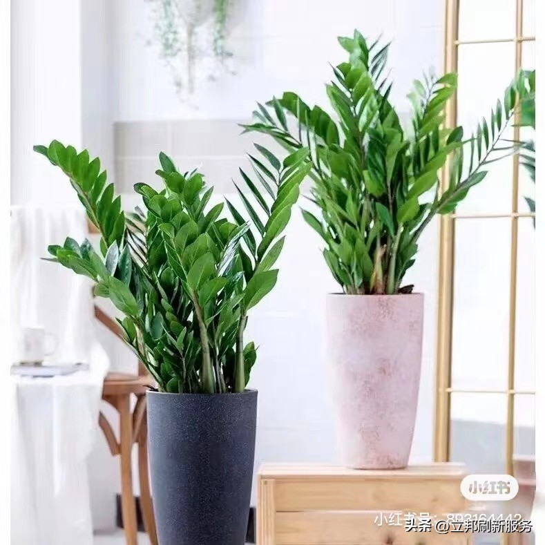 这些都是带有香味适合家养的绿植,适合放在家里的好养的绿植