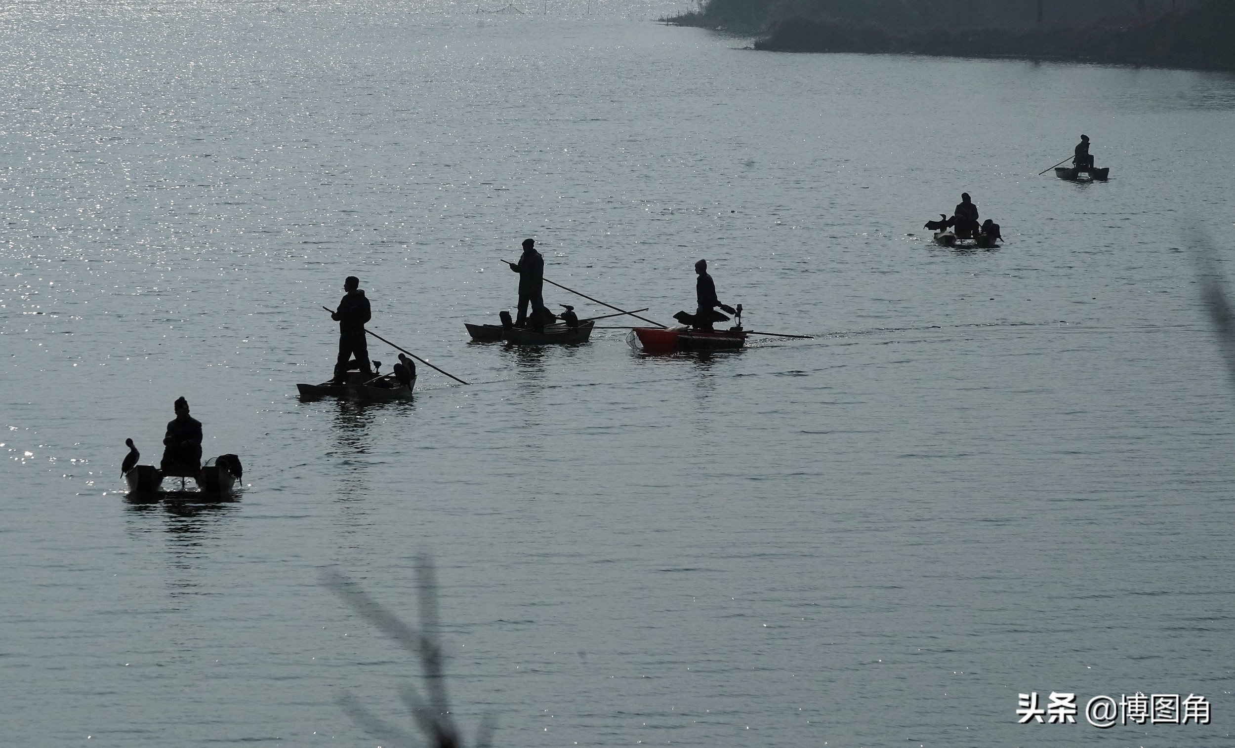鸬鹚捕鱼渔民生活实拍精彩的瞬间,渔民与鸬鹚捕鱼图片
