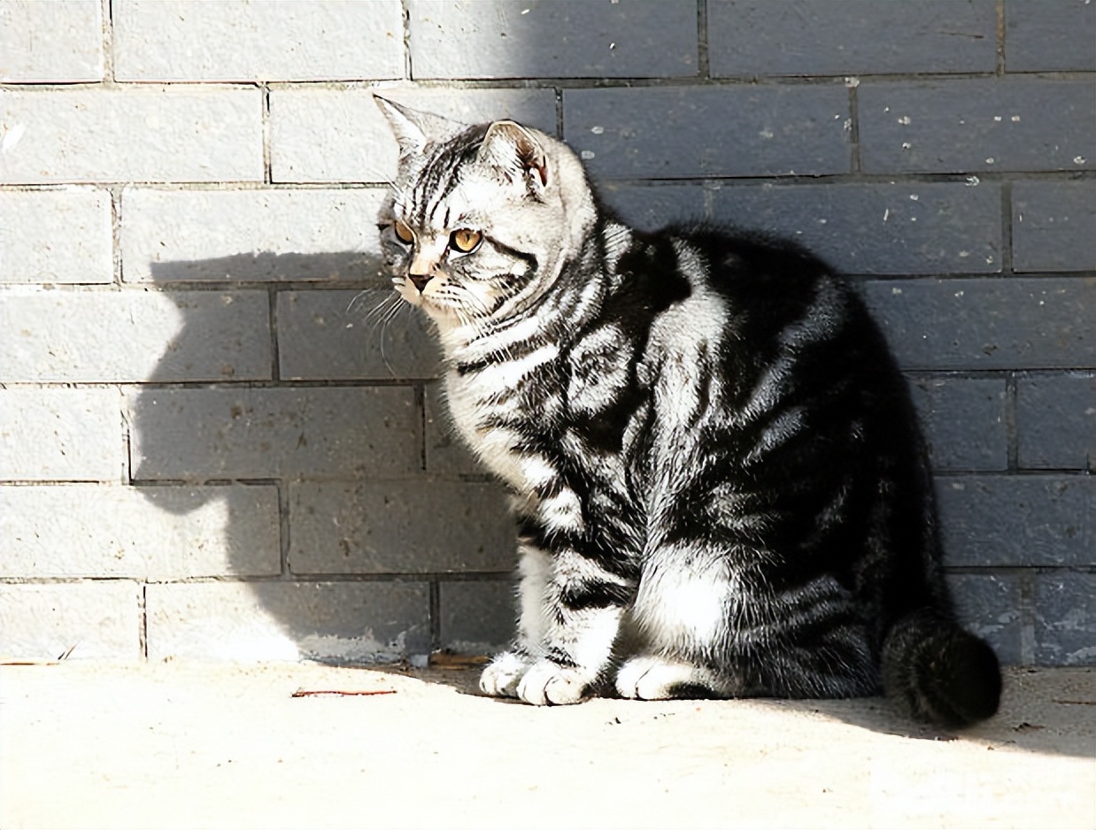 世界上最可爱的6种猫咪,世界上最可爱的三种猫咪