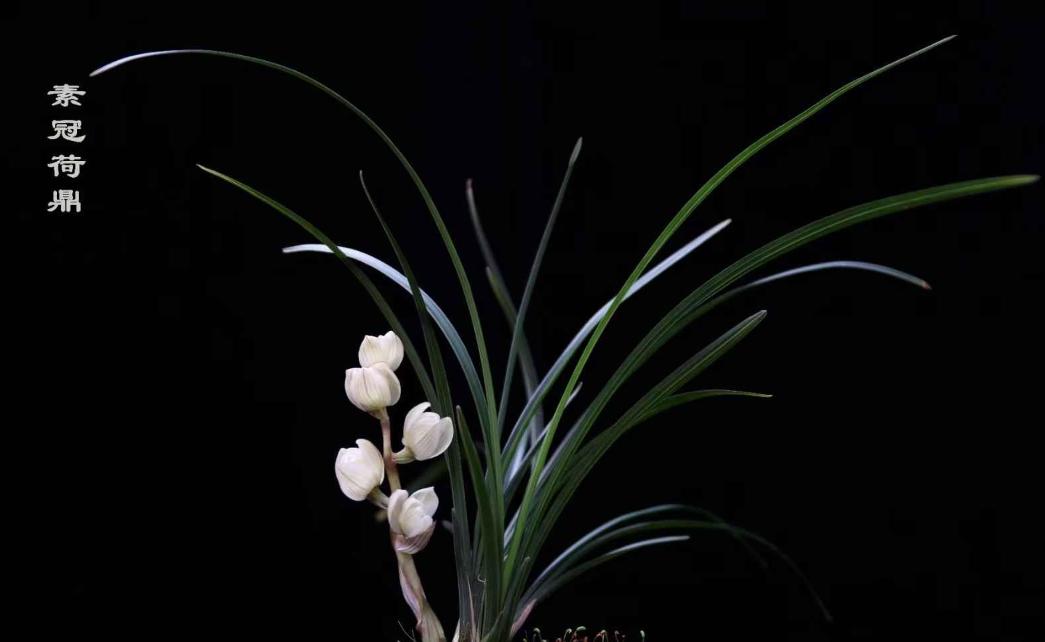 世界十大天价花卉，最贵的花多少钱