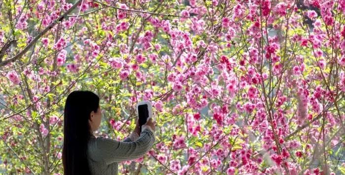 陶渊明诗中的桃花源在哪,陶渊明桃花源记中的桃源
