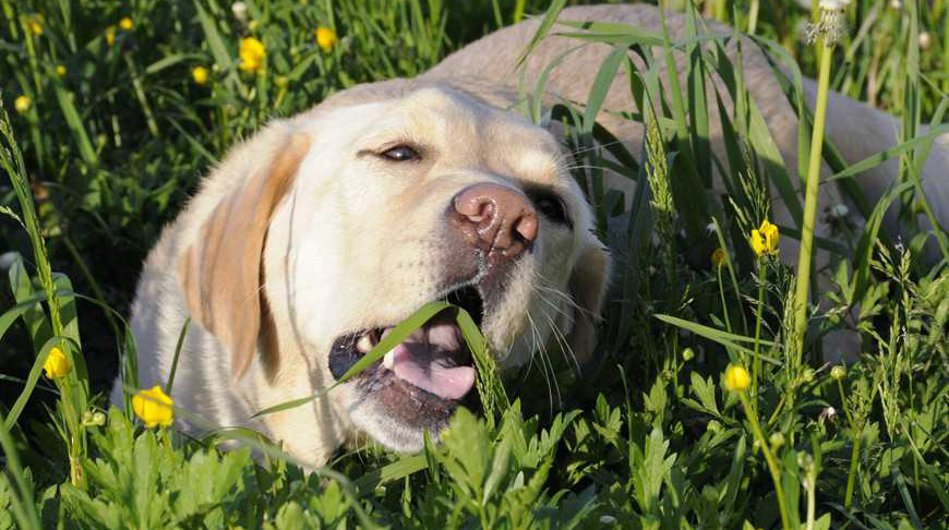 狗狗脓皮症最有效的治疗办法,狗狗异食癖有什么解决办法