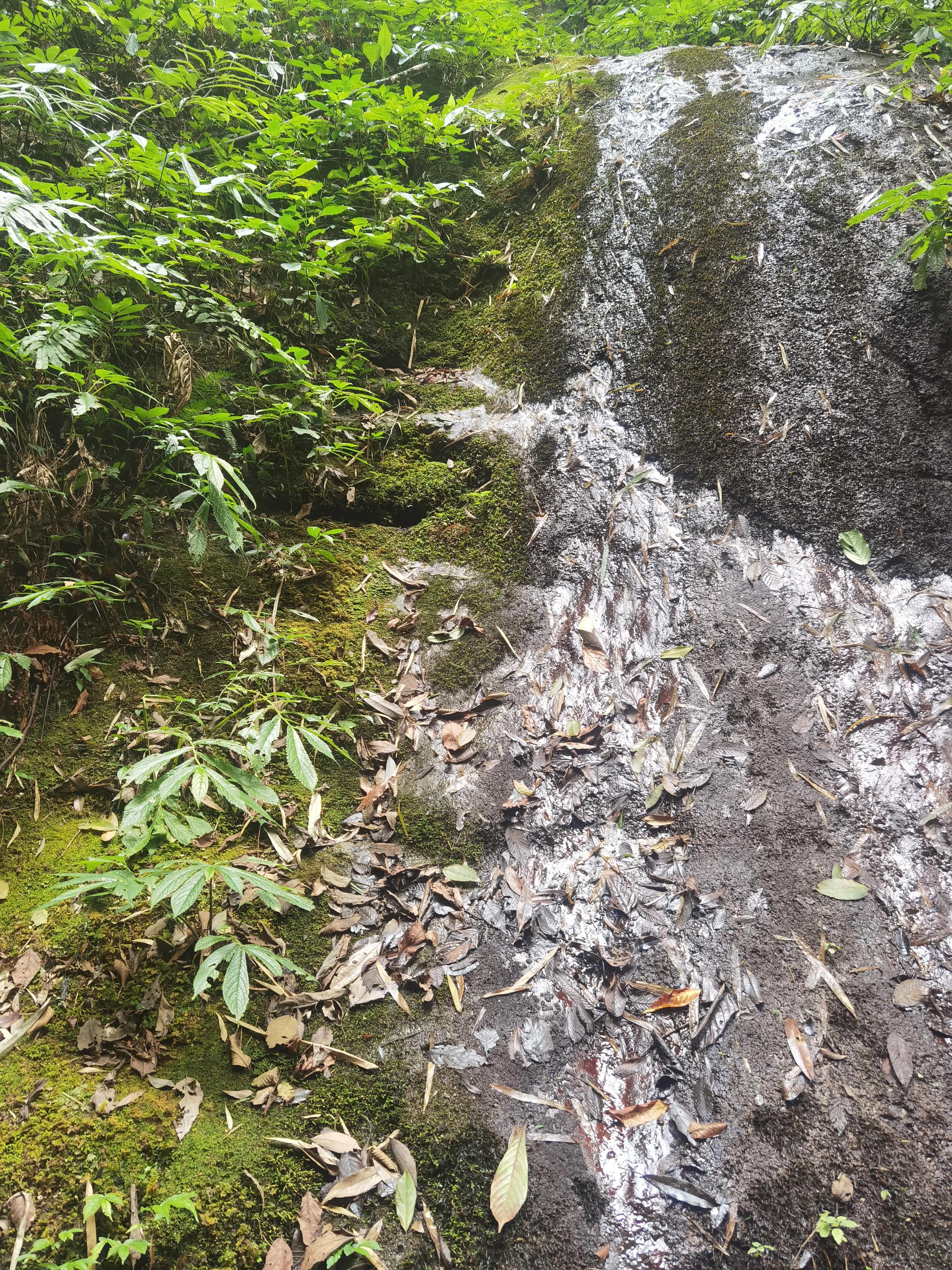 重庆到黑山谷的交通路线,重庆黑山谷旅游攻略美景图片