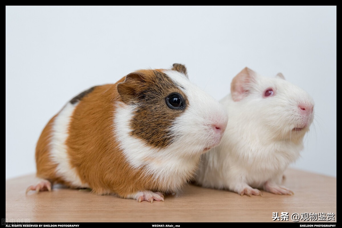 荷兰猪吃荷兰猪吗,荷兰猪很能吃这是为什么