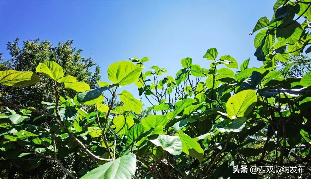 西双版纳天气预报2018年12月30号,西双版纳天气预报中央气象台