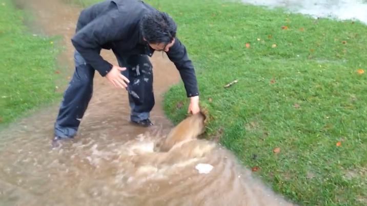 为什么草坪里面有很多水,不可思议的草坪水