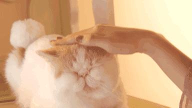 最好看最听话的猫是什么猫,最受欢迎的6种猫你家猫上榜了吗