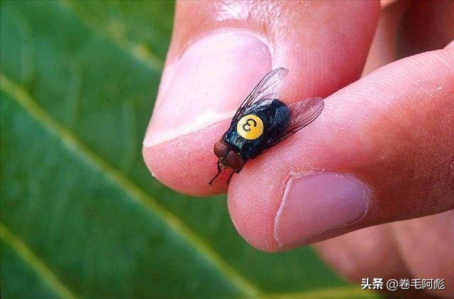 美国女子吃蜱虫被咬死,美国女子被虫子咬