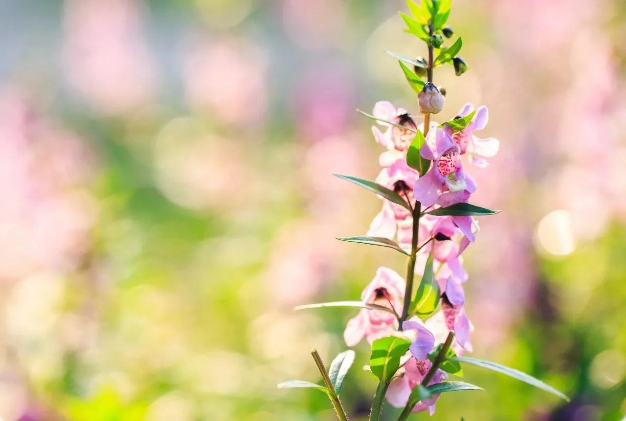 十首最美春日诗词邂逅最美春愁,关于春日的唯美的诗句