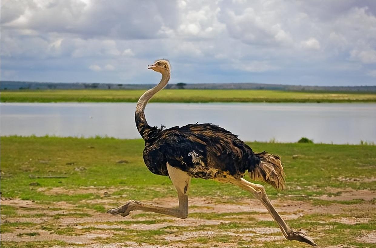 动物界的短跑冠军前10名,动物界中跑得最快的是谁