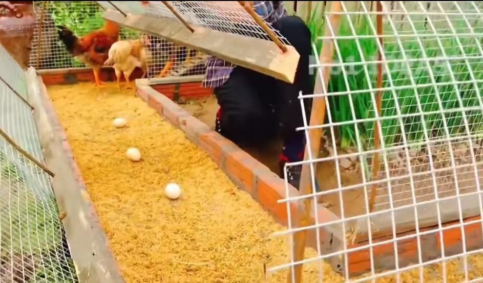 小哥把竹子编织成长方形鸡笼,小哥建造鸡舍