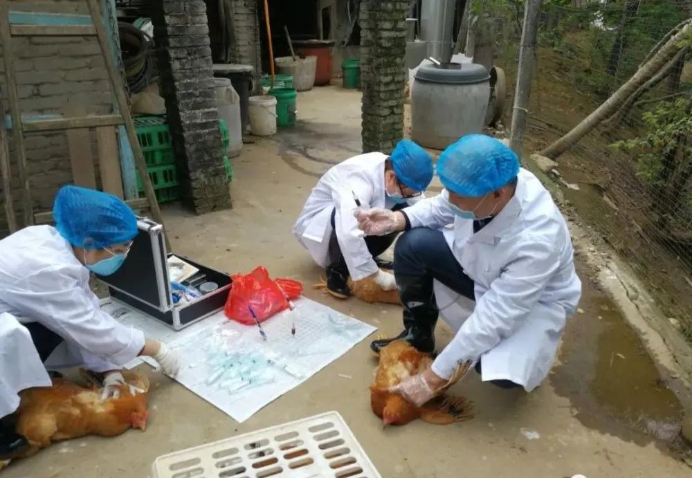 开家禽检疫证明需要什么条件,家禽无检疫证咋办