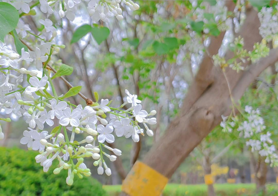 小众公园北京,北京欧式小众公园