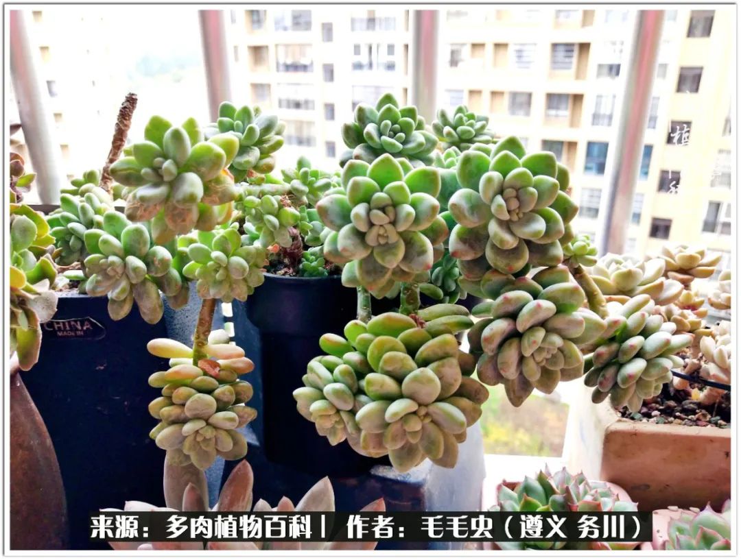 多肉可抵岁月,多肉之花语