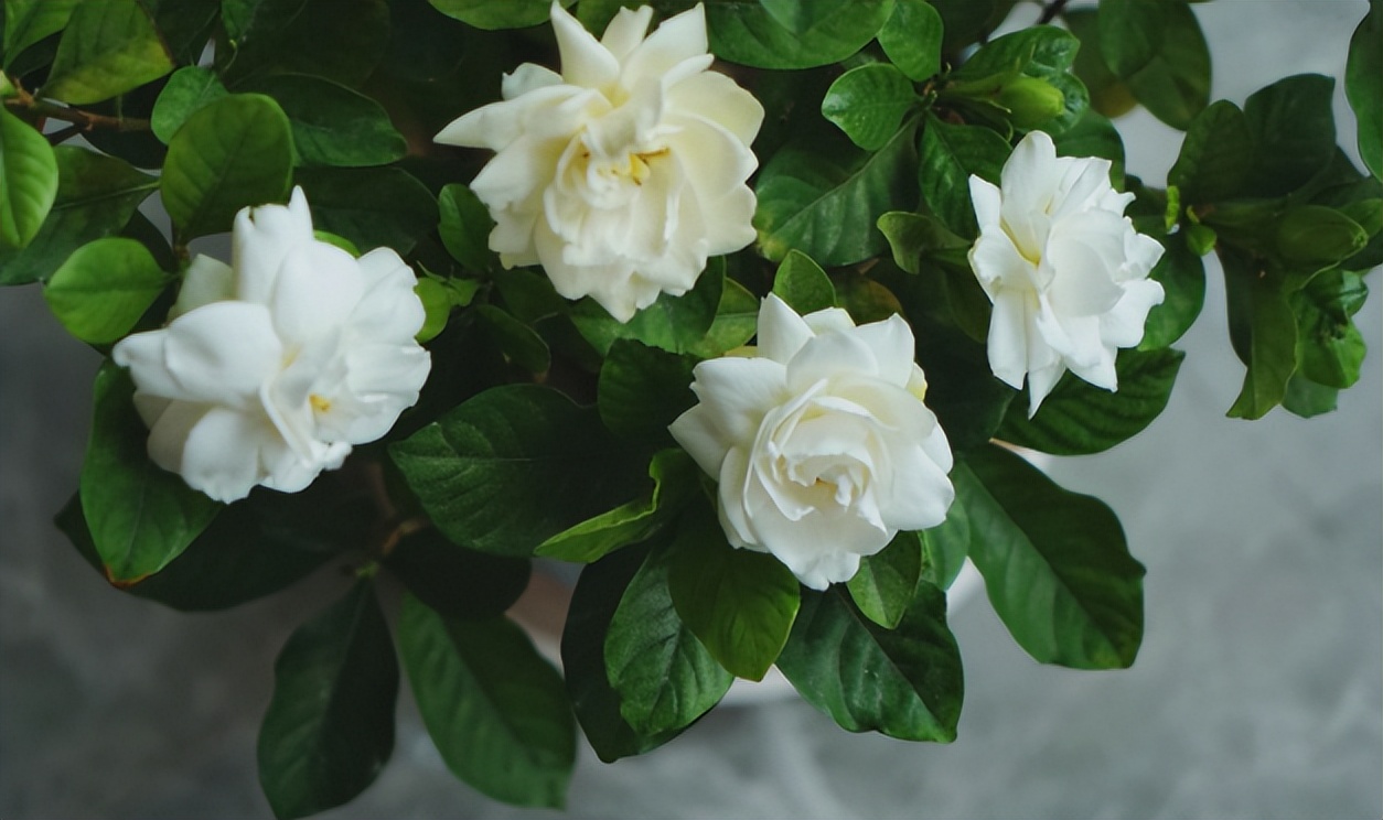 不想养的花太乱太杂哪些值得养,家中千万别养这8种毒花