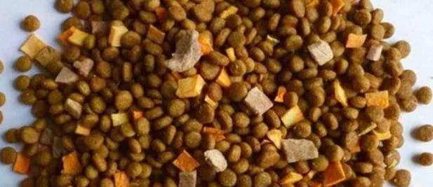 奶猫腹部稍硬就是要排便,奶猫体检