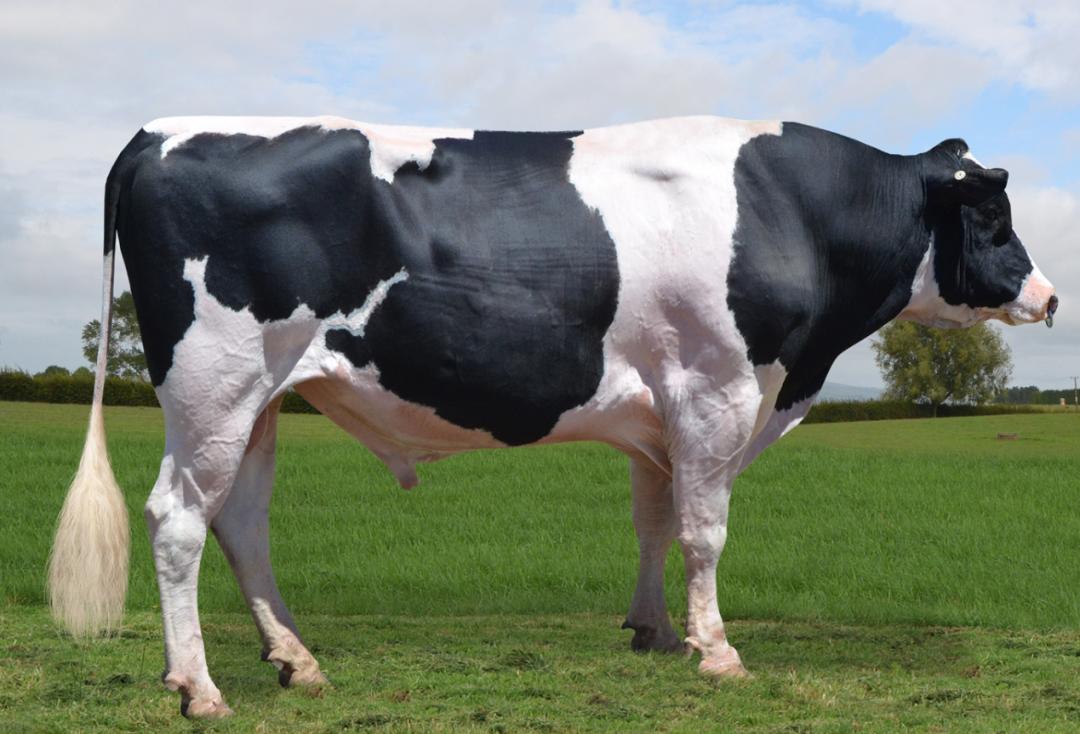 奶牛育种趋势及分析,奶牛人工育种过程