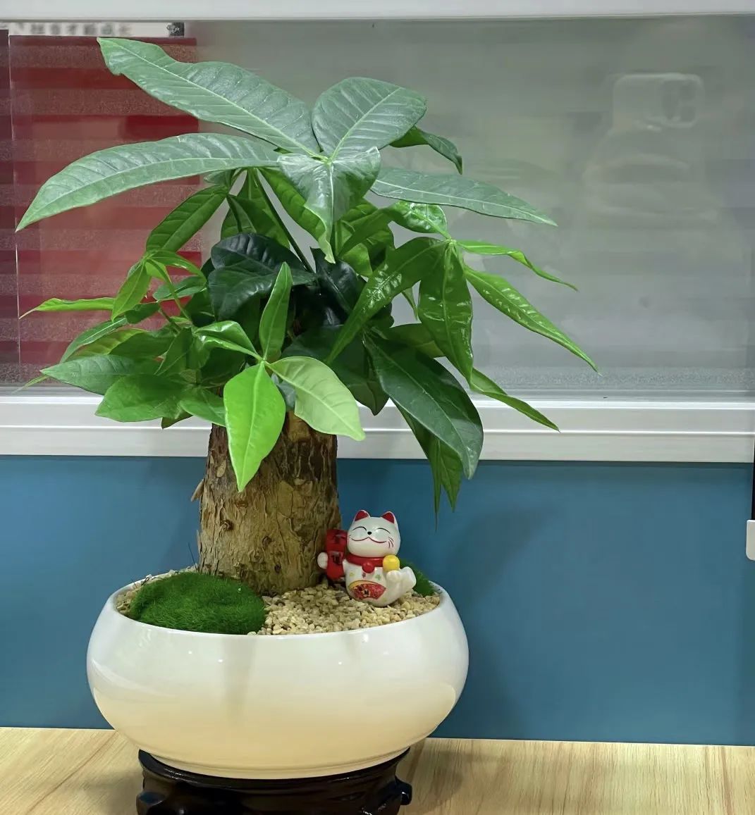 绿植不怕冻客厅,10种不怕太阳晒的盆栽绿植