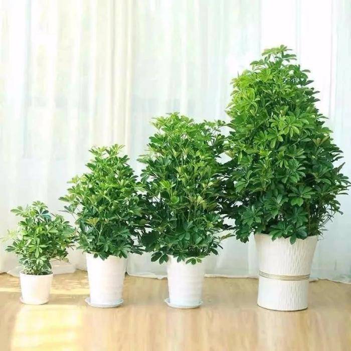 最耐阴的十大室内植物盆栽有哪些,什么植物除室内毒气