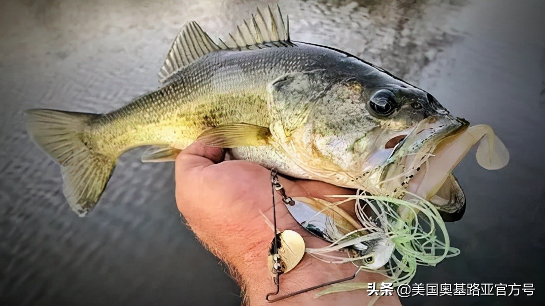 复合亮片如何收线,如何使用复合亮片跳底