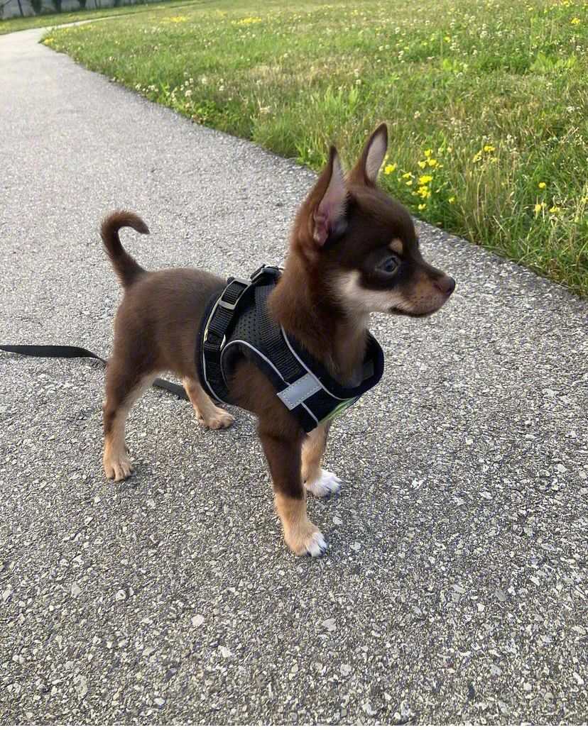 小型狗种类排行榜前十名,微型狗品种大全及图片