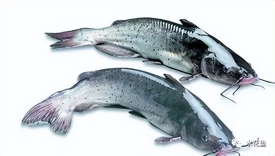 叉尾鮰肠炎治疗,叉尾鮰套肠是什么原因引起的